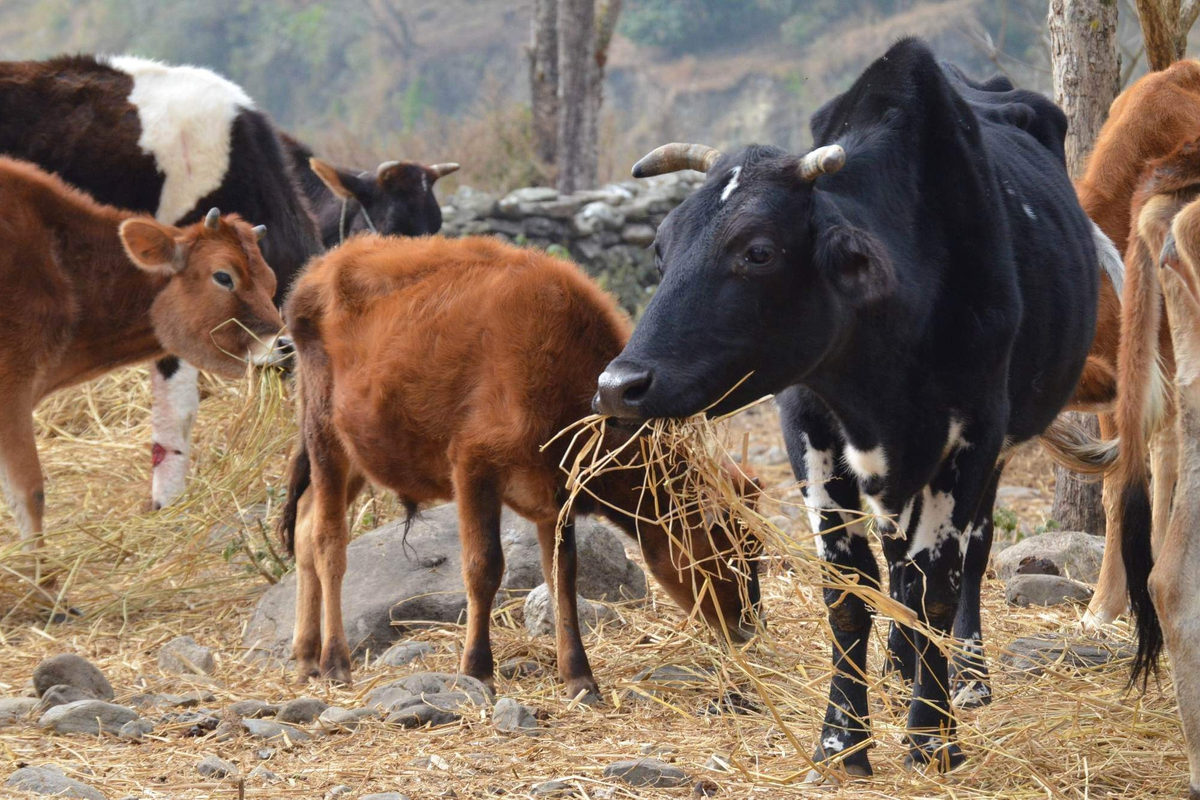 Cows at the rescue centre