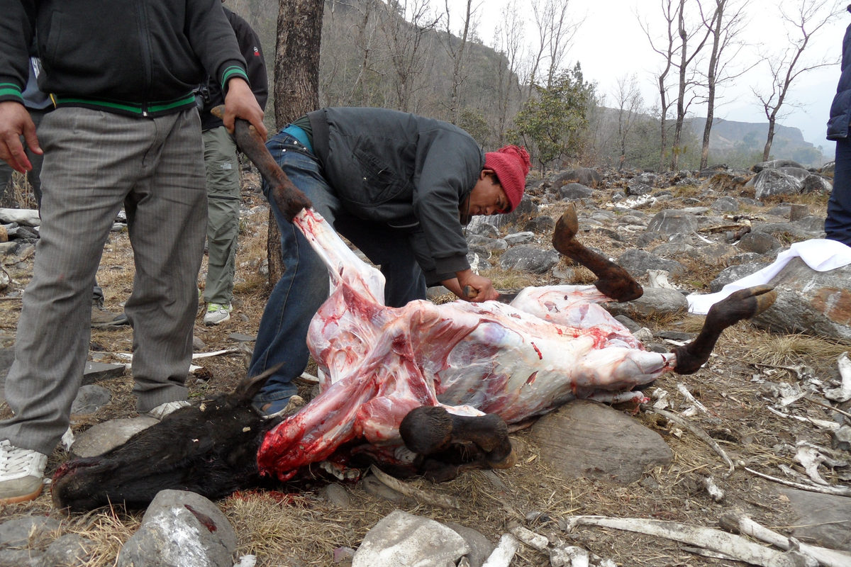 Preparing toxin-free food for vultures